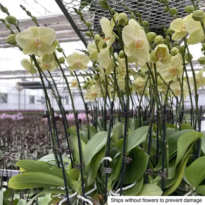 Phalaenopsis No. 11 — rare Phalaenopsis plant from Thailand