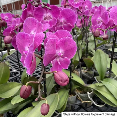 Phalaenopsis No. 12 — rare Phalaenopsis plant from Thailand