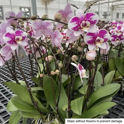 Phalaenopsis No. 13 — rare Phalaenopsis plant from Thailand