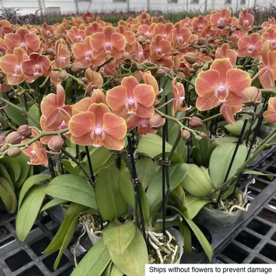Phalaenopsis No. 14 — rare Phalaenopsis plant from Thailand