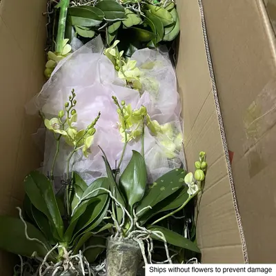 Phalaenopsis No. 15 — rare Phalaenopsis plant from Thailand
