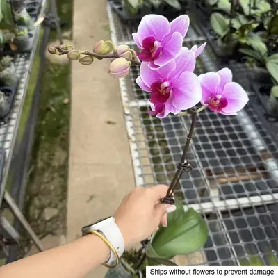 Phalaenopsis No. 16 — rare Phalaenopsis plant from Thailand
