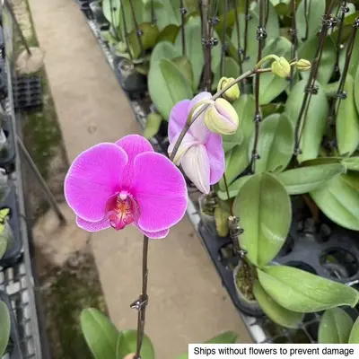 Phalaenopsis No. 17 — rare Phalaenopsis plant from Thailand