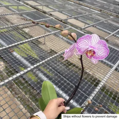 Phalaenopsis No. 18 — rare Phalaenopsis plant from Thailand