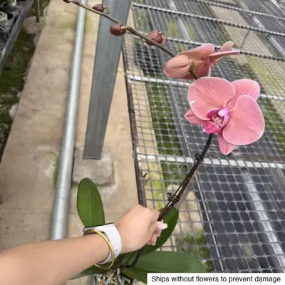Phalaenopsis No. 19 — rare Phalaenopsis plant from Thailand