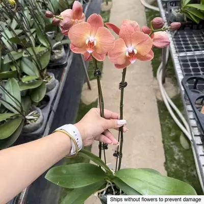 Phalaenopsis No. 20 — rare Phalaenopsis plant from Thailand