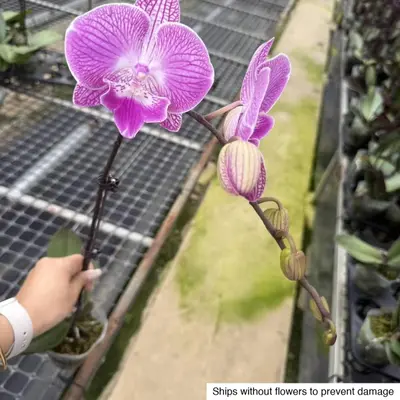Phalaenopsis No. 21 — rare Phalaenopsis plant from Thailand