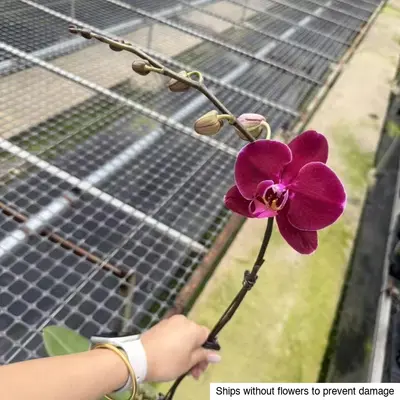 Phalaenopsis No. 22 — rare Phalaenopsis plant from Thailand