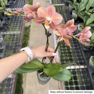 Phalaenopsis No. 23 — rare Phalaenopsis plant from Thailand