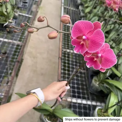 Phalaenopsis No. 24 — rare Phalaenopsis plant from Thailand