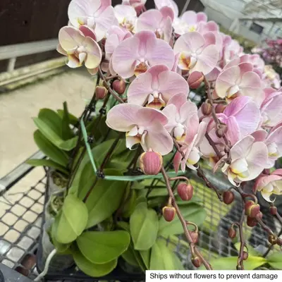 Phalaenopsis No. 25 — rare Phalaenopsis plant from Thailand