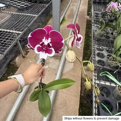 Phalaenopsis No. 26 — rare Phalaenopsis plant from Thailand