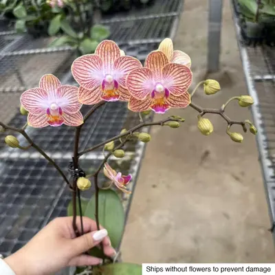 Phalaenopsis No. 27 — rare Phalaenopsis plant from Thailand