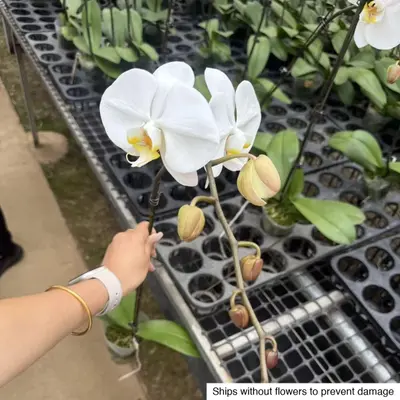 Phalaenopsis No. 28 — rare Phalaenopsis plant from Thailand