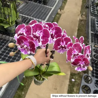 Phalaenopsis No. 29 — rare Phalaenopsis plant from Thailand