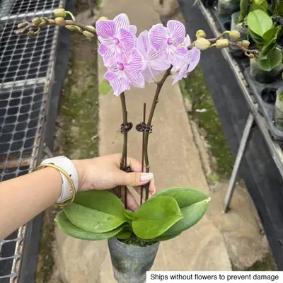 Phalaenopsis No. 30 — rare Phalaenopsis plant from Thailand