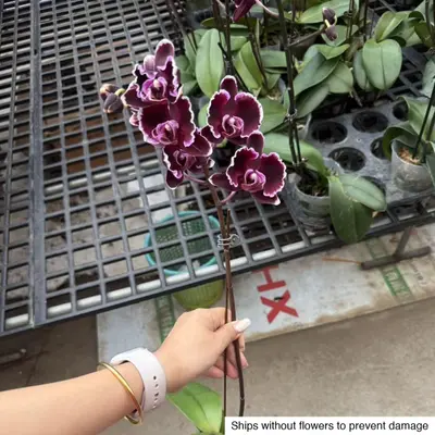 Phalaenopsis No. 31 — rare Phalaenopsis plant from Thailand
