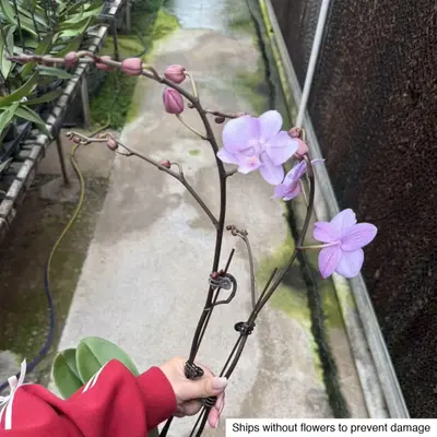 Phalaenopsis No. 33 — rare Phalaenopsis plant from Thailand