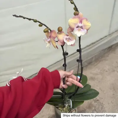 Phalaenopsis No. 34 — rare Phalaenopsis plant from Thailand