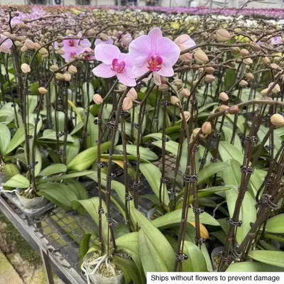 Phalaenopsis No. 35 — rare Phalaenopsis plant from Thailand