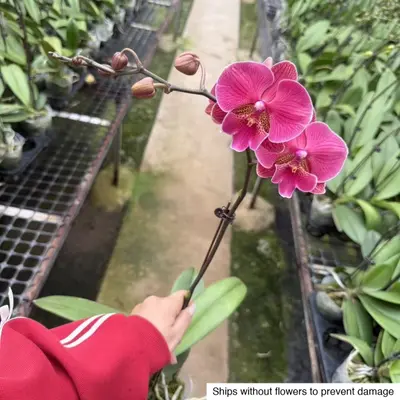 Phalaenopsis No. 36 — rare Phalaenopsis plant from Thailand