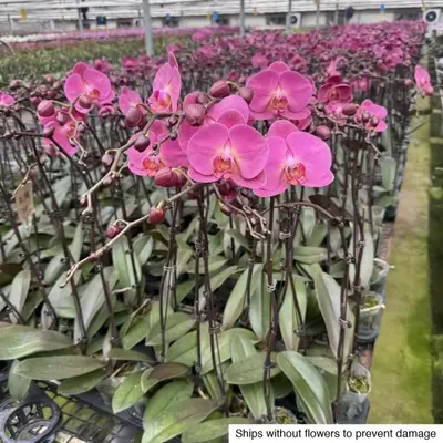 Phalaenopsis No. 37 — rare Phalaenopsis plant from Thailand