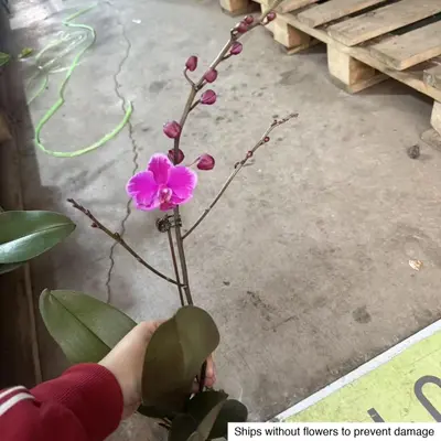 Phalaenopsis No. 38 — rare Phalaenopsis plant from Thailand