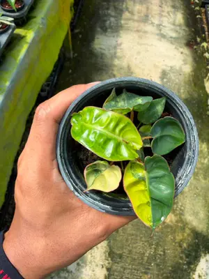 Philodendron Billietiae variegated small (4" pot size) — rare Philodendron plant from Thailand