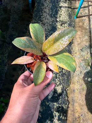 Philodendron Black cardinal no.2 — rare Philodendron plant from Thailand
