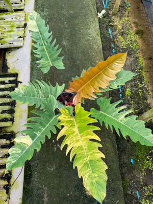 Philodendron Caramel marble variegated — rare Philodendron plant from Thailand