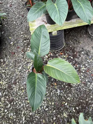 Philodendron Congo red — rare Philodendron plant from Thailand