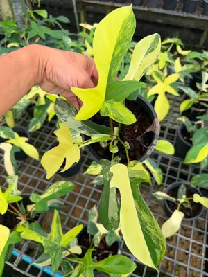 Philodendron Florida beauty — rare Philodendron plant from Thailand