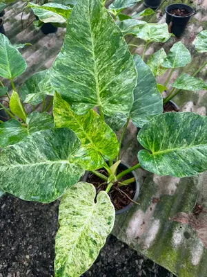 Philodendron Giganteum variegated — rare Philodendron plant from Thailand