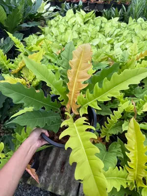 Philodendron Golden serratum — rare Philodendron plant from Thailand