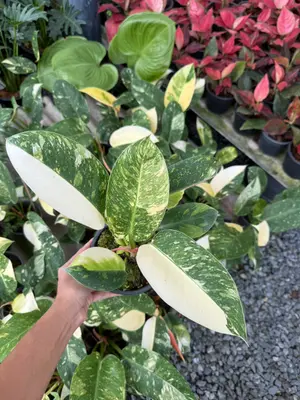 Philodendron Green congo hybrid — rare Philodendron plant from Thailand