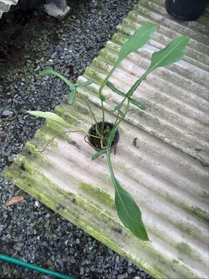 Philodendron Joepii — rare Philodendron plant from Thailand