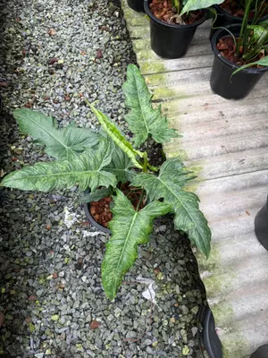 Philodendron Minarum — rare Philodendron plant from Thailand