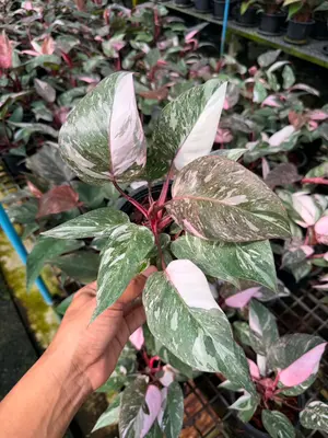 Philodendron Pink princess galaxy — rare Philodendron plant from Thailand