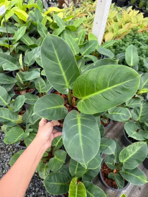 Philodendron Ruaysub Round leave — rare Philodendron plant from Thailand