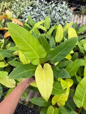 Philodendron Ruaysub gold — rare Philodendron plant from Thailand
