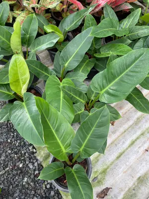 Philodendron Ruaysub long leave — rare Philodendron plant from Thailand