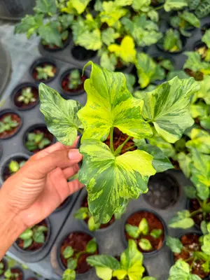Philodendron Sellom golden variegated small (4" pot size) — rare Philodendron plant from Thailand