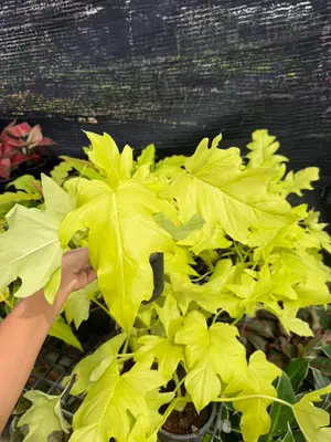 Philodendron Selloum golden — rare Philodendron plant from Thailand