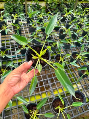 Philodendron Spiritus sancti small (4" pot size) — rare Philodendron plant from Thailand