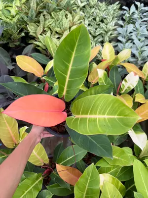 Philodendron Sunlight — rare Philodendron plant from Thailand