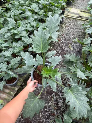 Philodendron Xanadu — rare Philodendron plant from Thailand