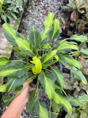 Philodendron Xanadu variegated — rare Philodendron plant from Thailand
