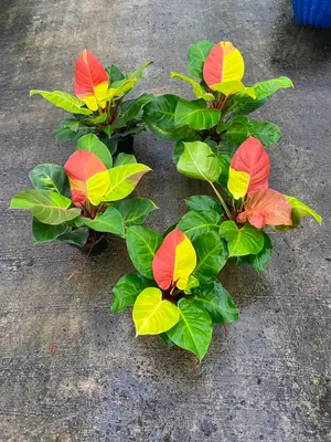 Philodendron Yellow flame — rare Philodendron plant from Thailand