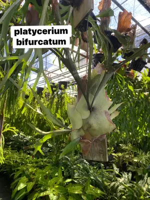 Platycerium Bifurcatum — rare Platycerium plant from Thailand