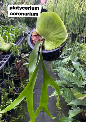 Platycerium Coronarium — rare Platycerium plant from Thailand